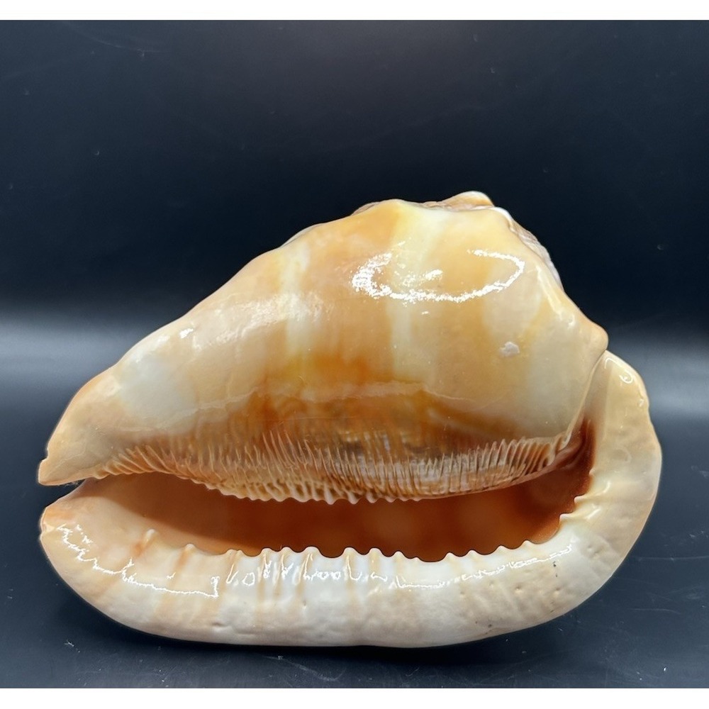 Bull Mouth Helmet Sea Shell Natural Conch Shell Collection 4.5 In
